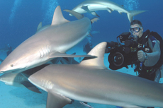 John McIntyre filming sharks underwater in the Bahamas, Caribbean