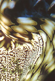 Section of Giant Clam by Juliet Savigear