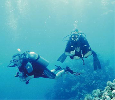 Non-Celebrity Diver Non-Celebrity Diver