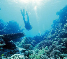 Non-Celebrity Diver