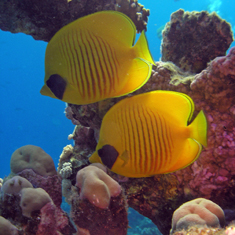 Butterflyfish by Michael Wivell