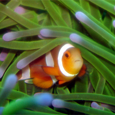 Clownfish by Brian Gillen