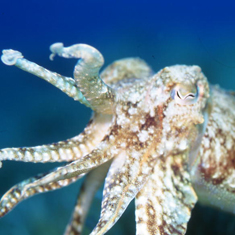Cuttlefish by Kitty Jempson
