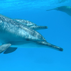 Underwater photographer Lucy Byng, dolphins