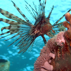 Underwater photographer Michael Wivell, lionfish