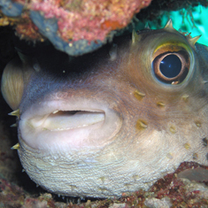 Underwater photographer Michael Wivell, porcupine fish
