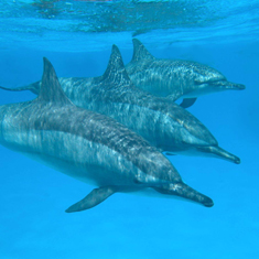 Three Dolphins by Lucy Byng