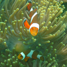 Underwater photographer Becky Giles, clownfish