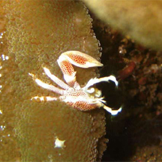 Underwater photographer Becky Giles, crab