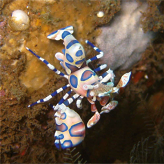 Harlequin crab by Becky Giles