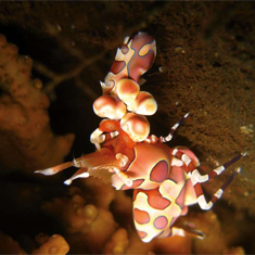 Underwater photographer Becky Giles, harlequin crab