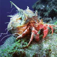 Underwater photographer Nick Taylor, hermit crab