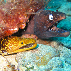 Underwater photographer Nick Taylor, moray eels
