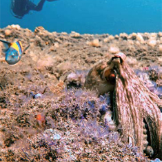 Underwater photographer Nick Taylor, octopus