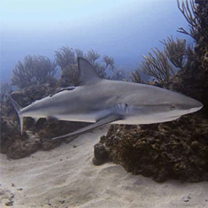 Underwater photographer Nick Taylor, reef shark