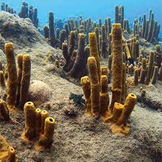 Underwater photographer Nick Taylor, sponges