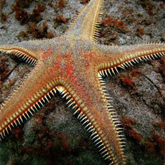 Underwater photographer Nick Taylor, starfish