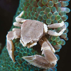 Underwater photographer Paul Woodburn, crab