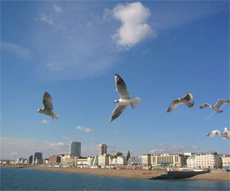 Seagulls