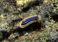 Slug