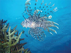 Lionfish
