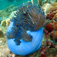 Underwater photographer Patrick Caulfield, anemone