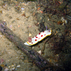 Underwater photographer Patrick Caulfield, nudibranch