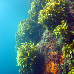 Underwater photographer Patrick Caulfield, underwater landscape