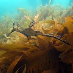 Weedy Seadragon by Patrick Caulfield