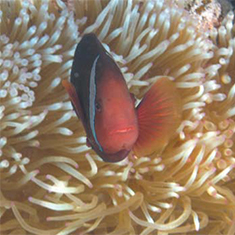 Underwater photographer Juliette Claro, anemonefish