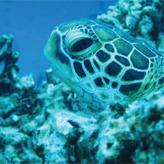 Underwater photographer Juliette Claro, turtle
