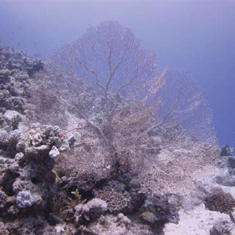 Underwater photographer Stuart Green, fan coral at Alternatives