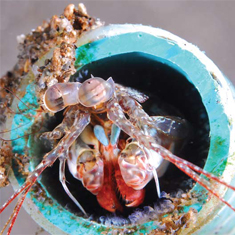 Prize-winning mantis shrimp by John Mottershead