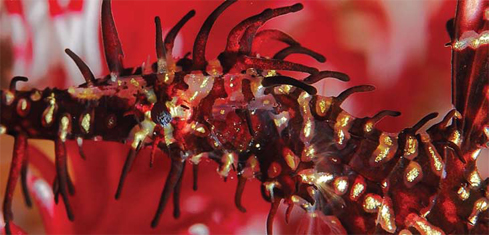 Underwater photographer John Mottershead, seahorse detail