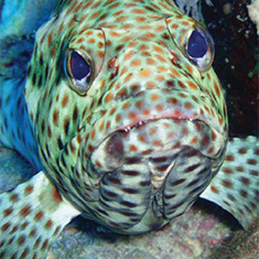 Grouper by Thomas Penfare