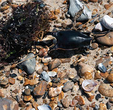 Shark Egg Case (Angel's Purse)