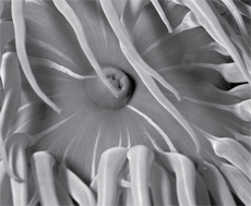 Anemone