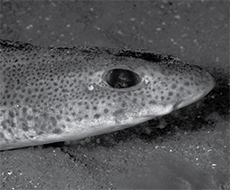 Dogfish