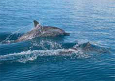 More dolphins.  Possibly the same ones