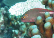 A fish, recently