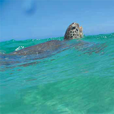 Underwater photographer Sam Handley, turtle