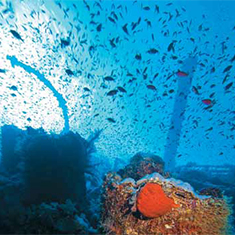 Underwater photographer Andrew Manze, anthias and wreck