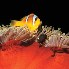 Underwater photographer Andrew Manze, clownfish