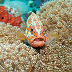 Underwater photographer Andrew Manze, grouper