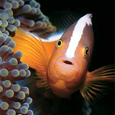 Underwater photographer Rachel Russell, clownfish