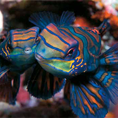 Underwater photographer Rachel Russell, mandarinfish