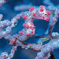 Pygmy Seahorse by Rachel Russell