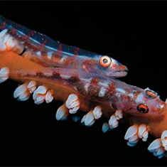 Underwater photographer Rachel Russell, tinyfish