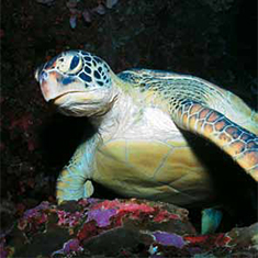 Underwater photographer Rachel Russell, turtle