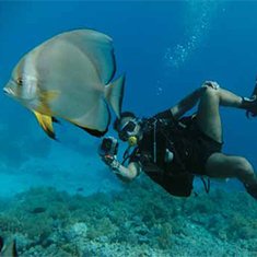 Underwater photographer Vyv Wilkins, batfish and diver